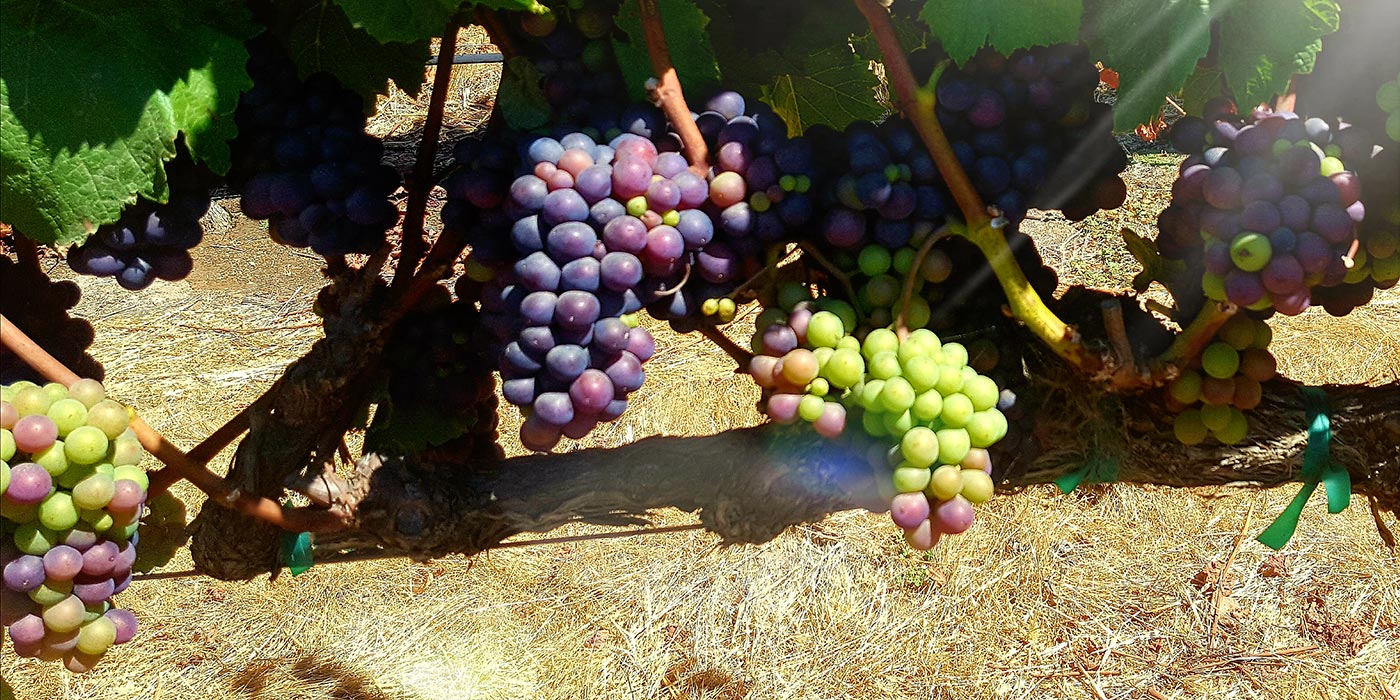 Tondré Winery Photo